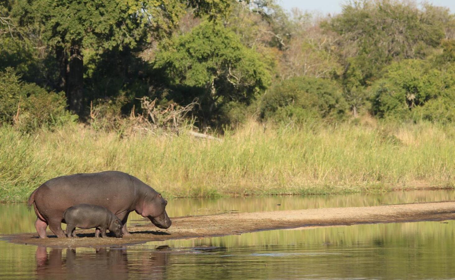 Leopard Hills Private Game Reserve Резерват Саби Сенд Гейм Екстериор снимка