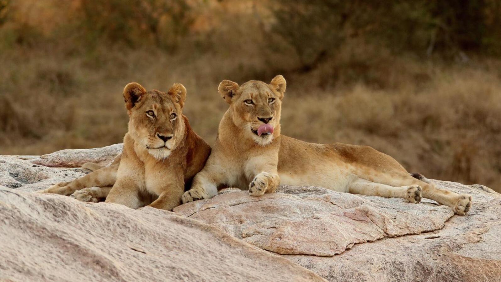 Leopard Hills Private Game Reserve Резерват Саби Сенд Гейм Екстериор снимка