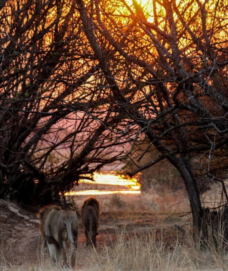 Leopard Hills Private Game Reserve Резерват Саби Сенд Гейм Екстериор снимка