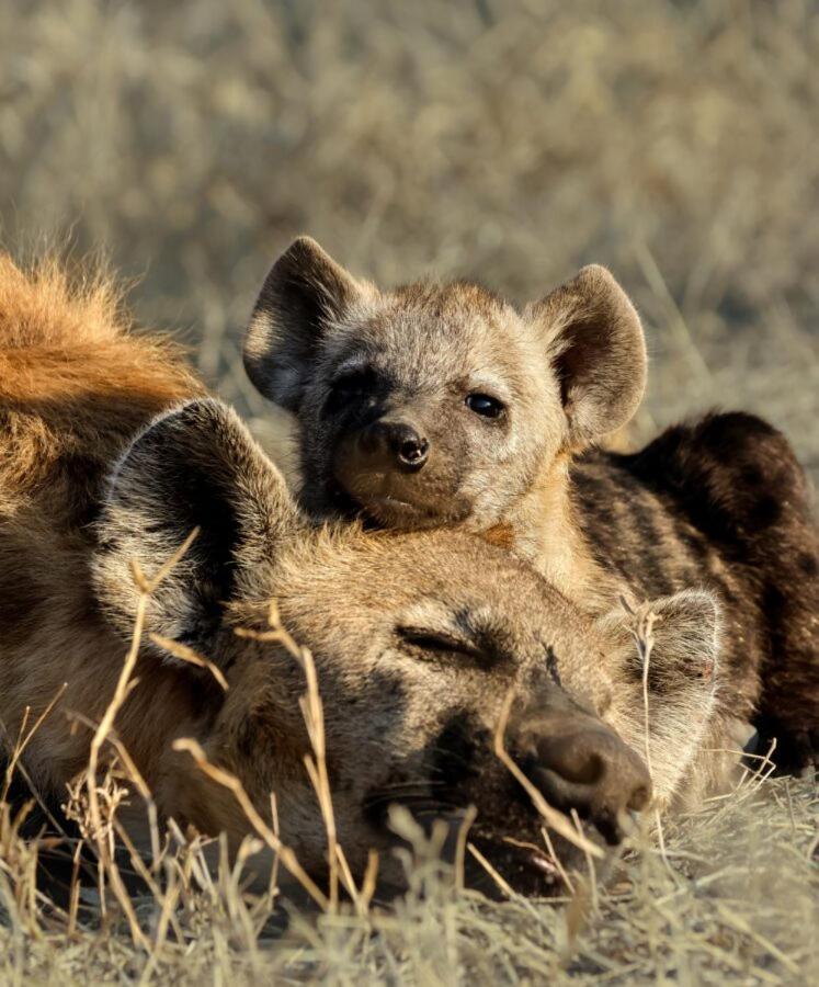 Leopard Hills Private Game Reserve Резерват Саби Сенд Гейм Екстериор снимка