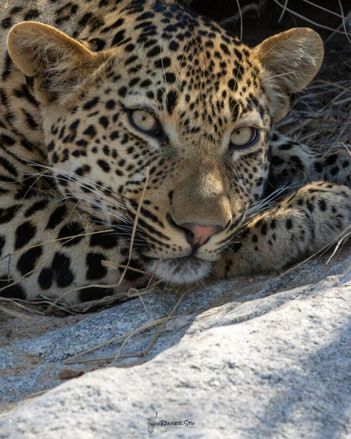 Leopard Hills Private Game Reserve Резерват Саби Сенд Гейм Екстериор снимка