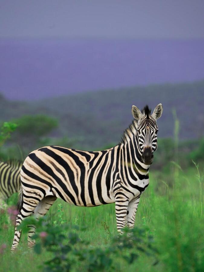 Leopard Hills Private Game Reserve Резерват Саби Сенд Гейм Екстериор снимка