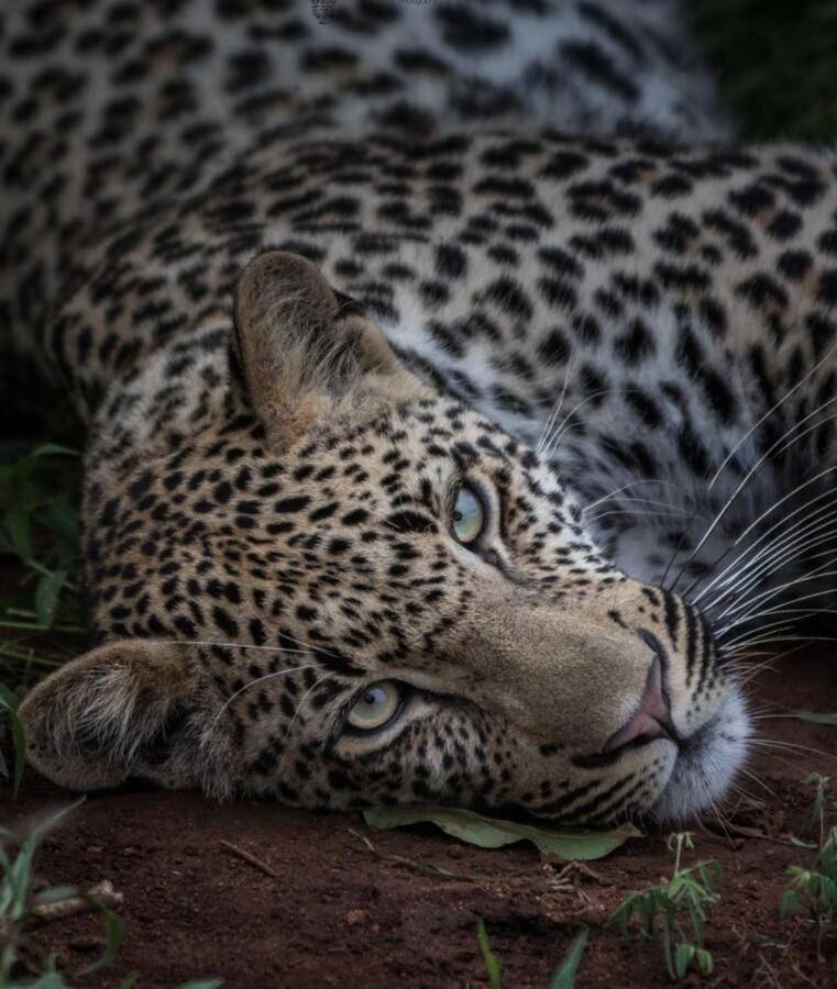 Leopard Hills Private Game Reserve Резерват Саби Сенд Гейм Екстериор снимка