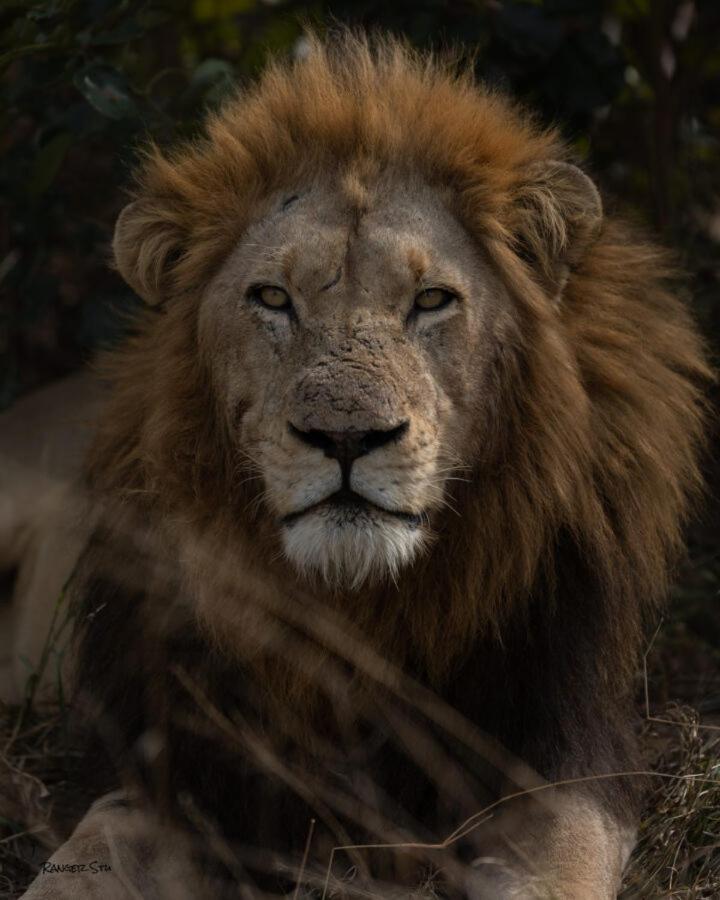 Leopard Hills Private Game Reserve Резерват Саби Сенд Гейм Екстериор снимка