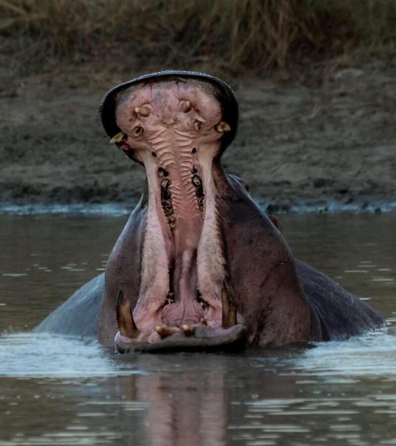 Leopard Hills Private Game Reserve Резерват Саби Сенд Гейм Екстериор снимка