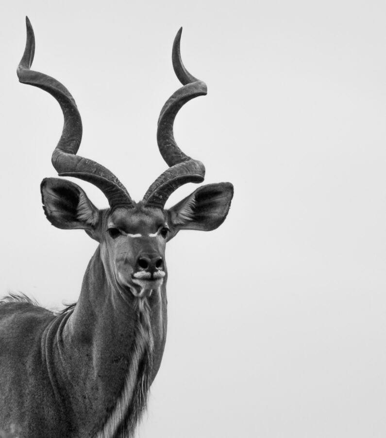 Leopard Hills Private Game Reserve Резерват Саби Сенд Гейм Екстериор снимка